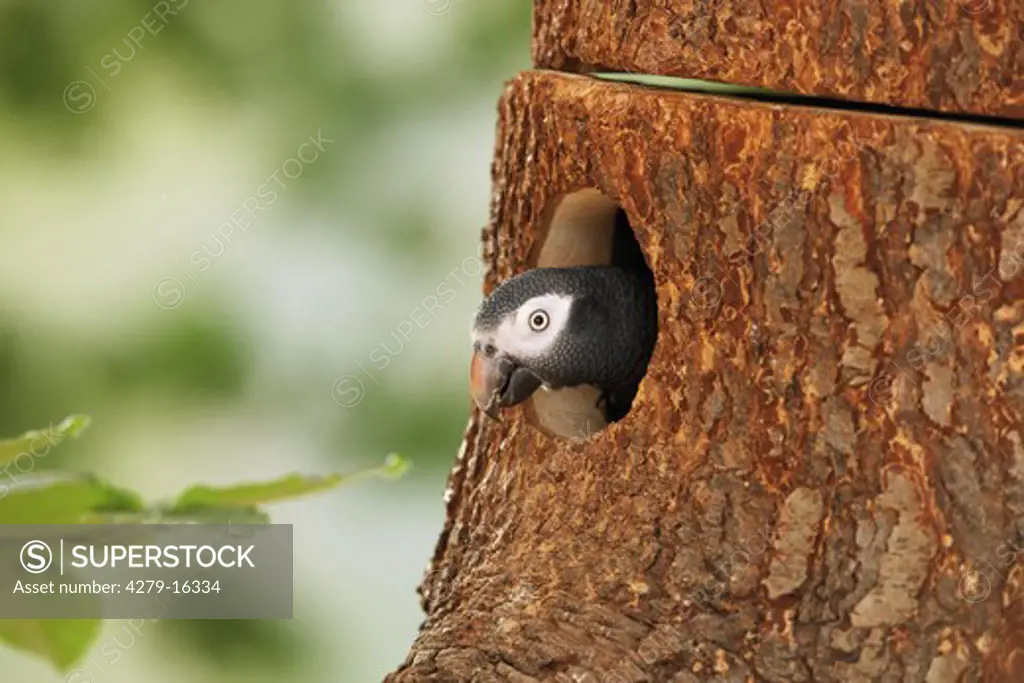 Timneh African Grey parrot - looking out of hole, Psittacus erithacus timneh