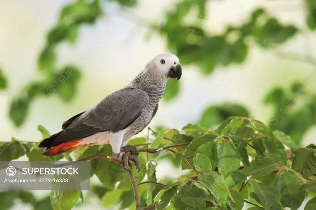 Congo African Grey parrot on twig, Psittacus erithacus