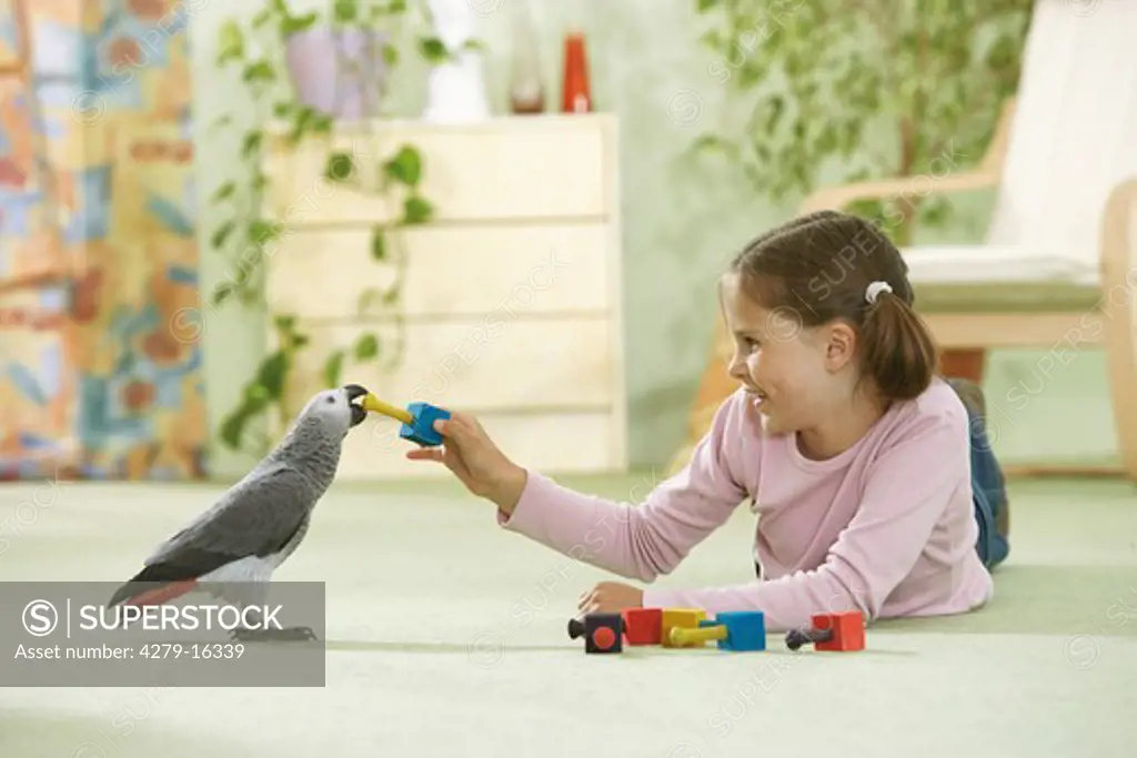 girl playing with Congo African Grey parrot, Psittacus erithacus