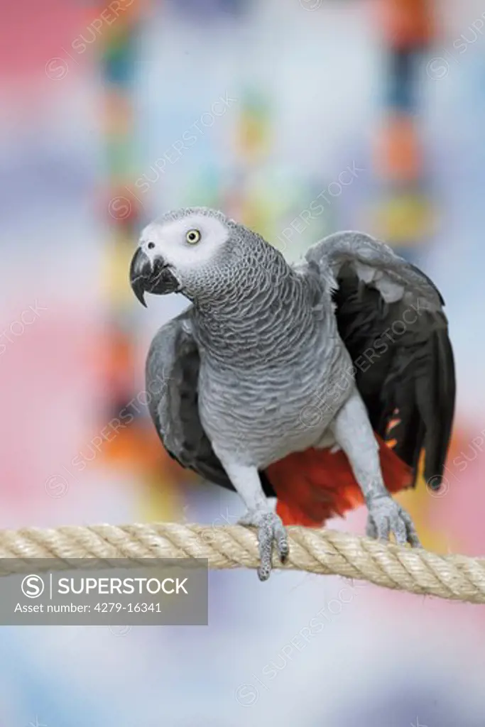 Congo African Grey parrot on rope, Psittacus erithacus