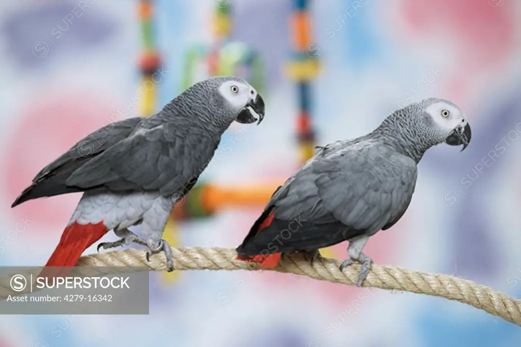 two Congo African Grey parrots on rope, Psittacus erithacus