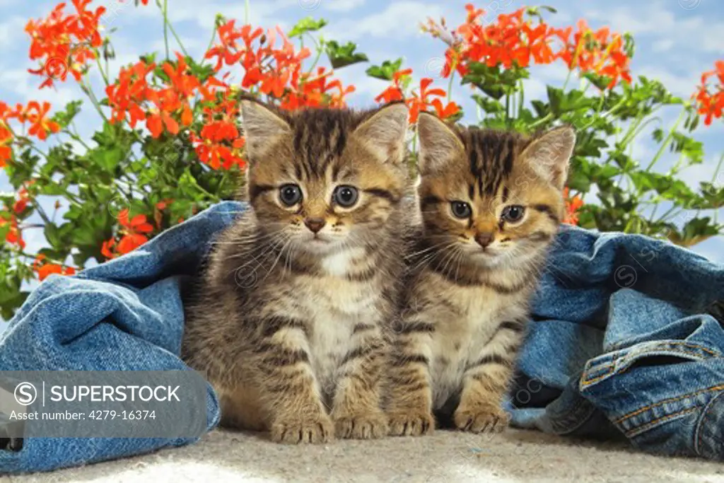 two kittens in jeans - in front of flowers