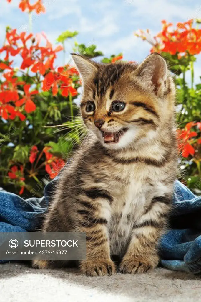 kitten in jeans - in front of flowers