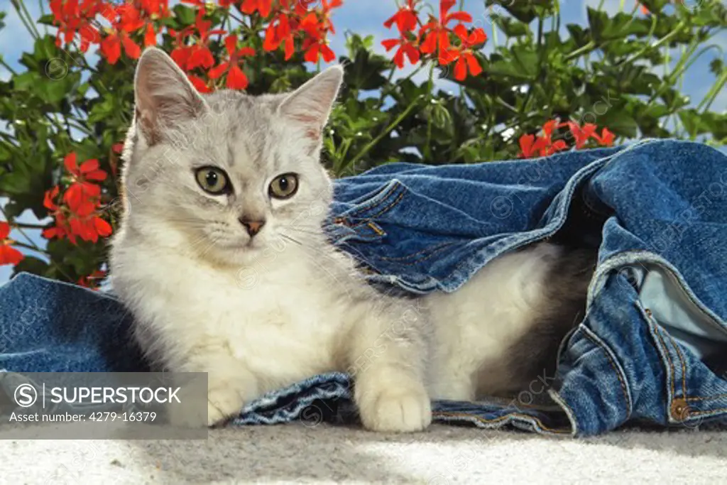 British Shorthair cat in jeans - in front of flowres