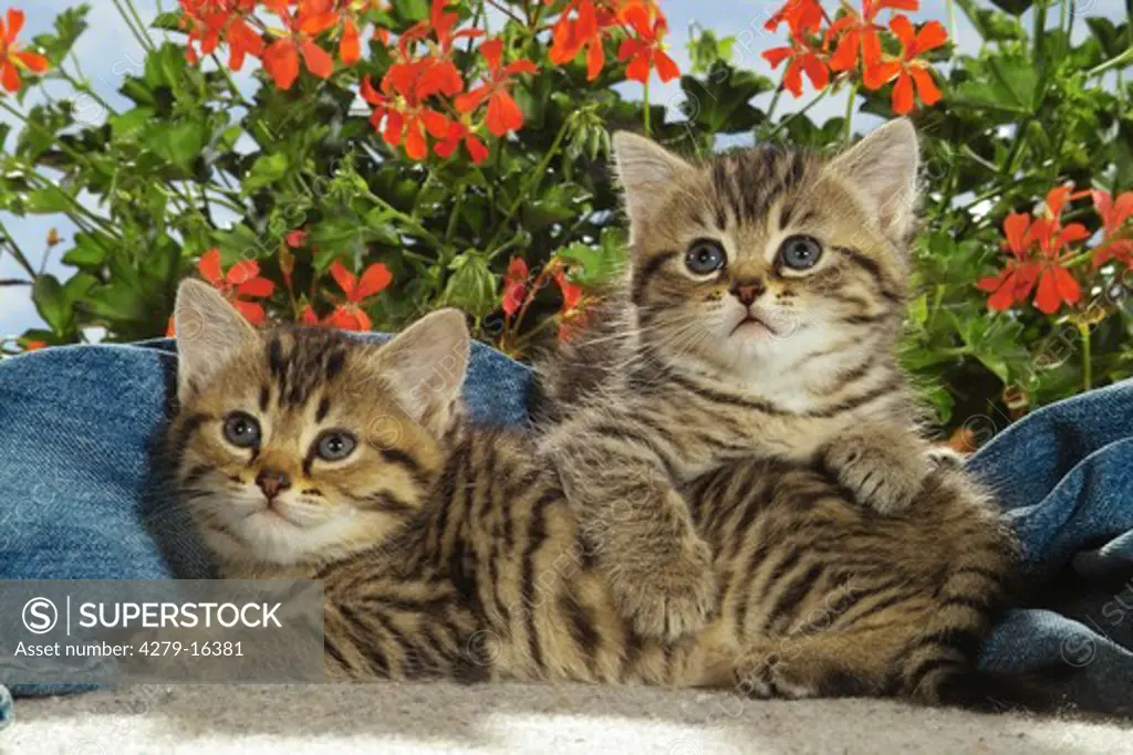 two kittens in jeans - in front of flowers