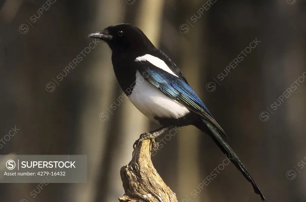 European Magpie on branch, Pica pica