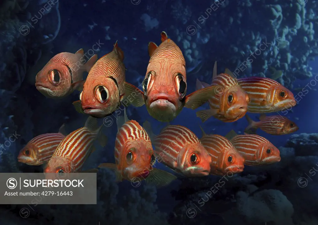 red soldierfish, Holocentrus rubrum