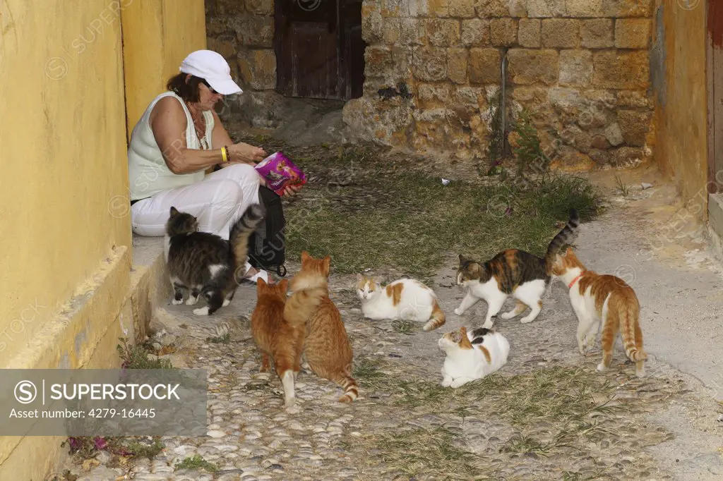 woman feeding cats