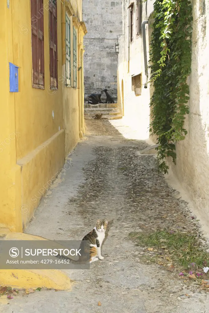 cat in the Old Town of Rhodos