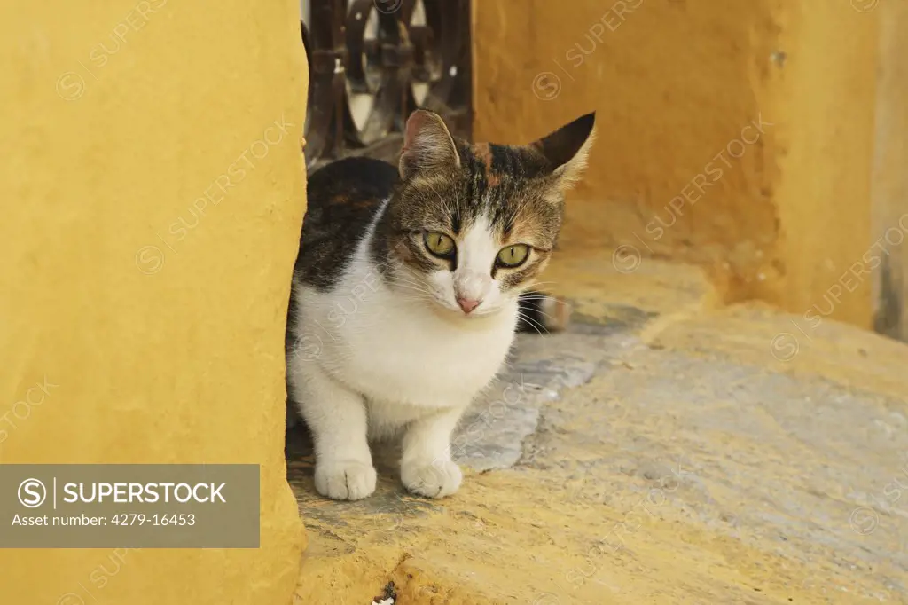 cat sitting in front of door