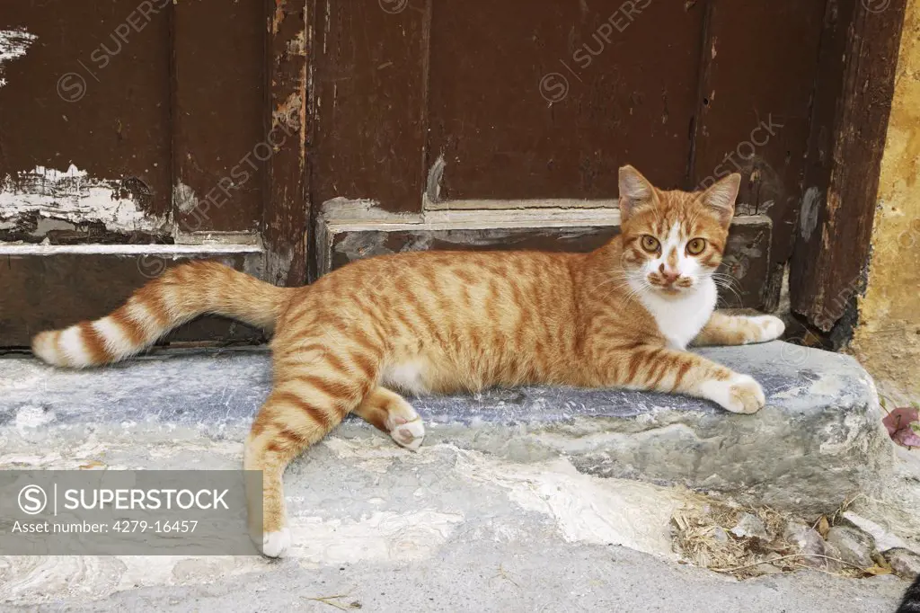cat lying in front of door