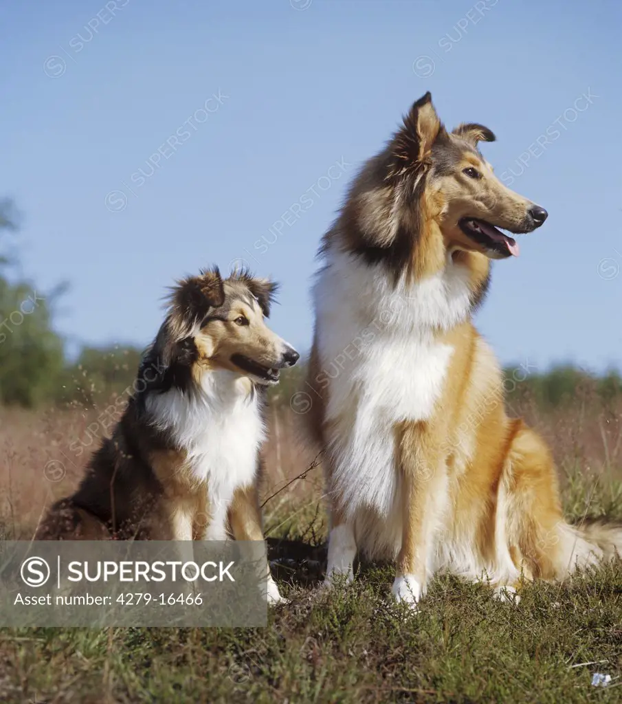 Collie and Sheltie sitting on meadow
