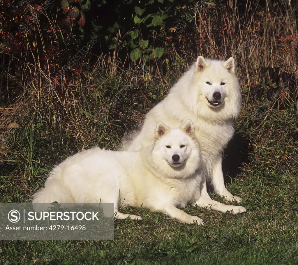 two Samoyed dogs on meadow