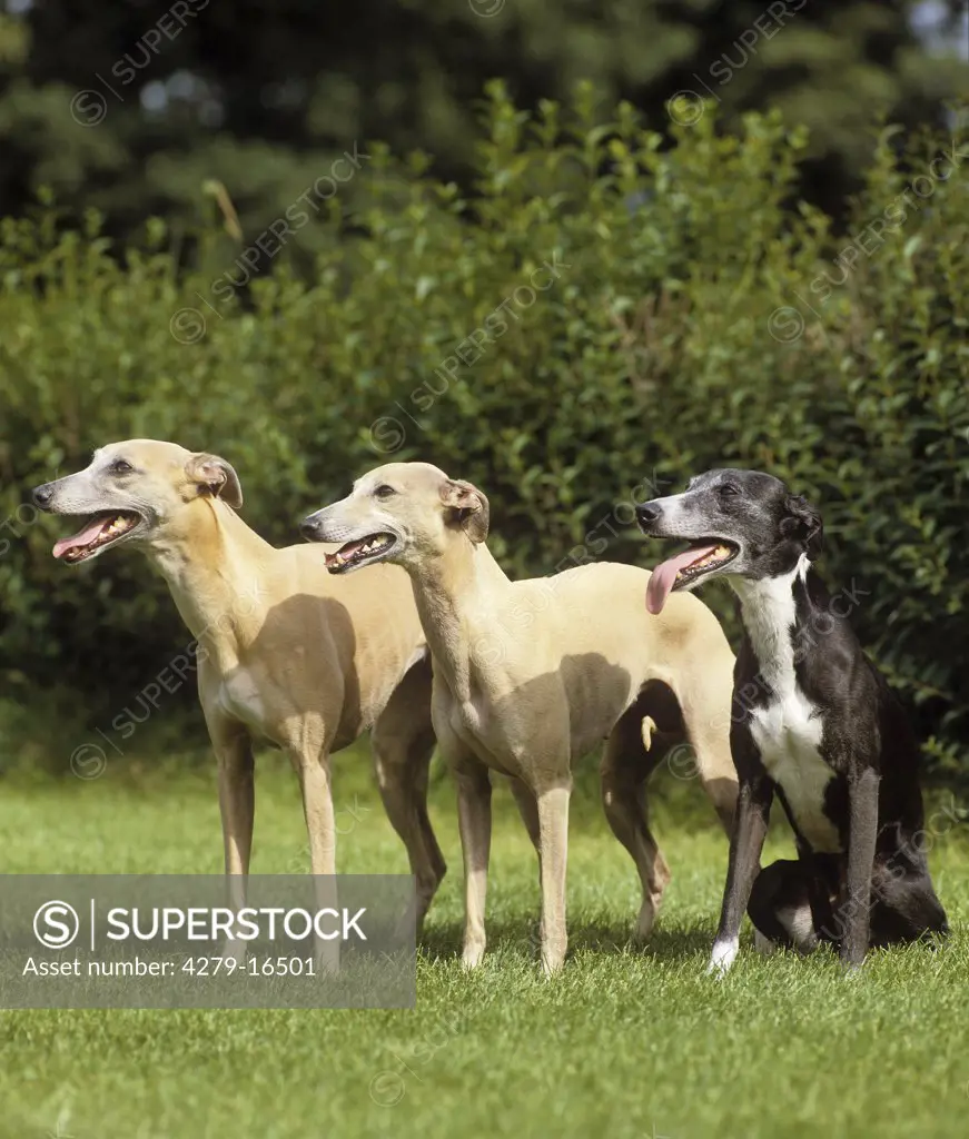 three Whippets on meadow