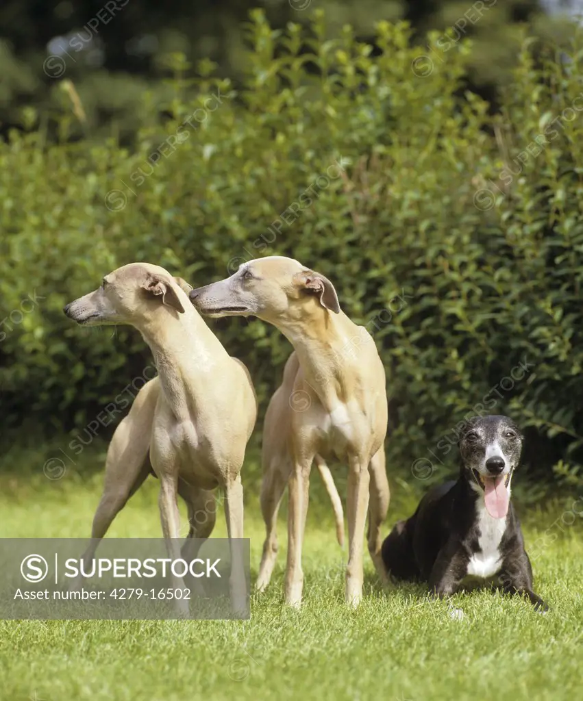 three Whippets on meadow