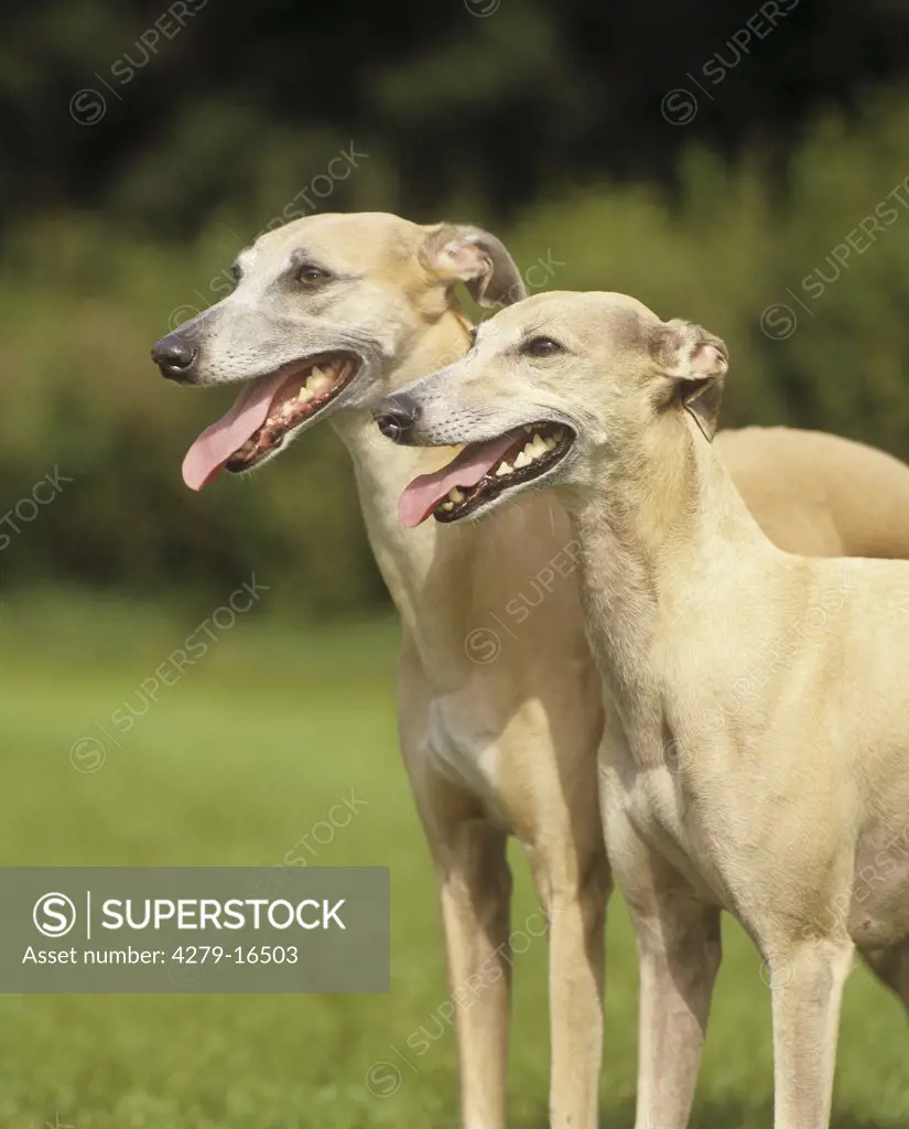 two Whippets - portrait