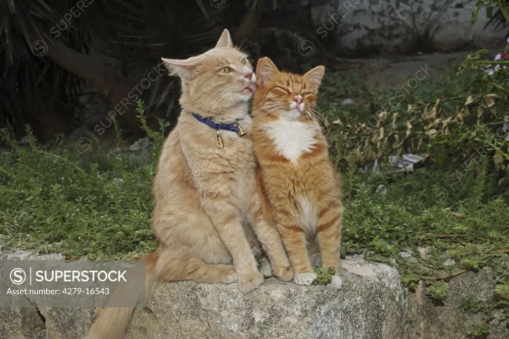 2 cats - smooching