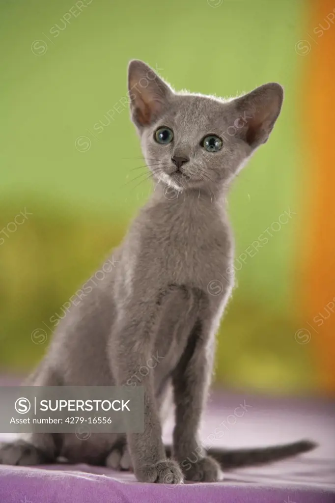 young Oriental Shorthair - sitting