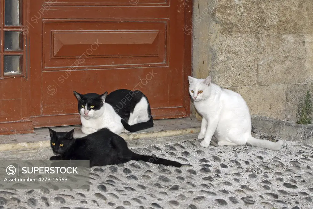 3 cats in front of front door