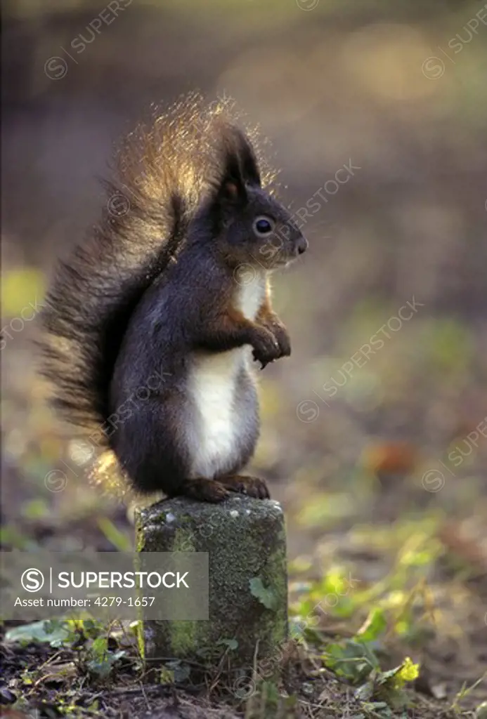 sciurus, tree squirrel