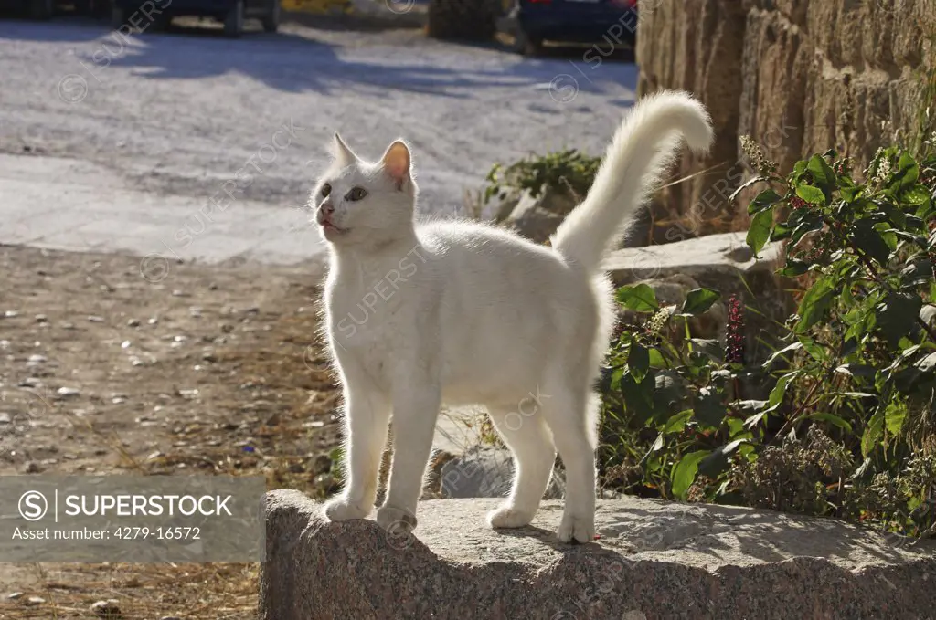 white cat standing on stone