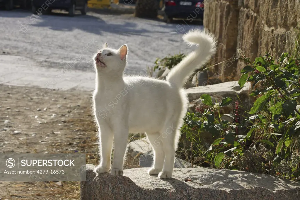 white cat standing on stone