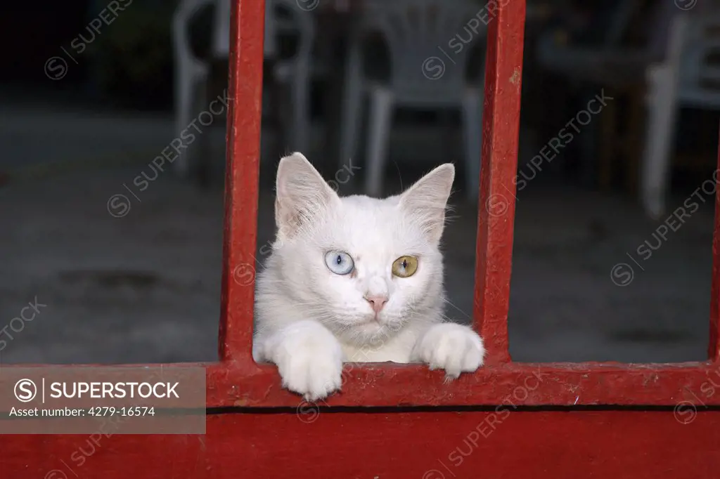 white cat - odd eyes