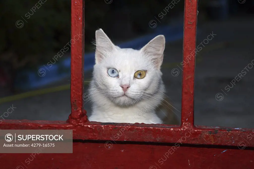 white cat - odd eyes