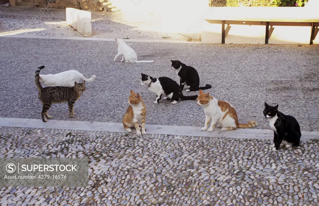 several cats on square