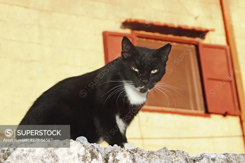 cat sitting on wall