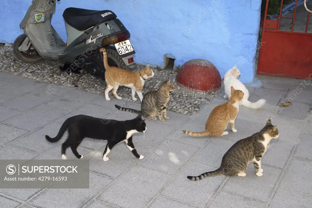 several cats in front of house