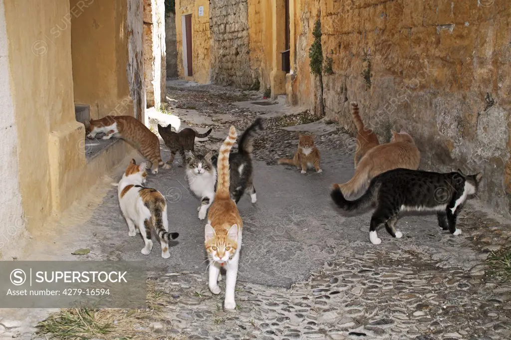 several cats in alley