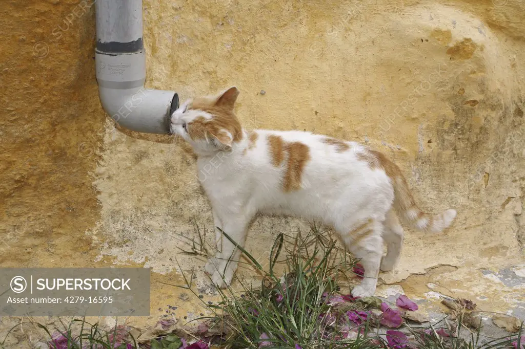 cat drinking out of eaves