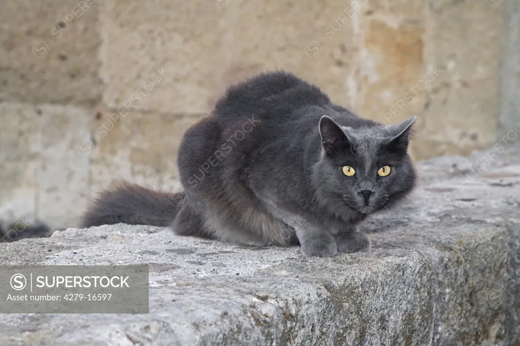 grey cat lying on wall