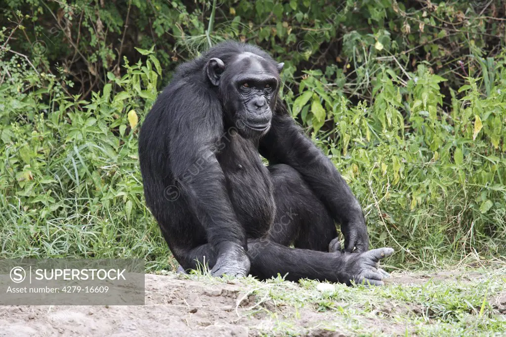 savanna chimpanzee - sitting, Pan troglodytes