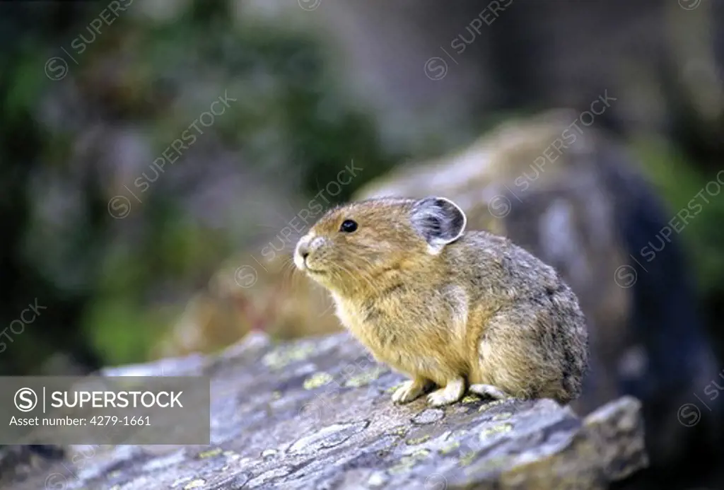 ochotonidae, pika