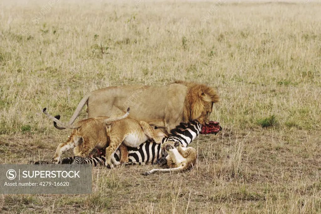 lion and cubs with prey, Panthera leo