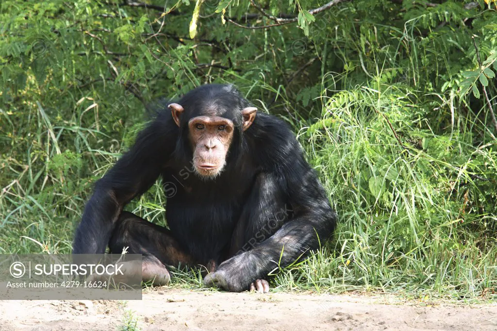 young savanna chimpanzee - sitting, Pan troglodytes