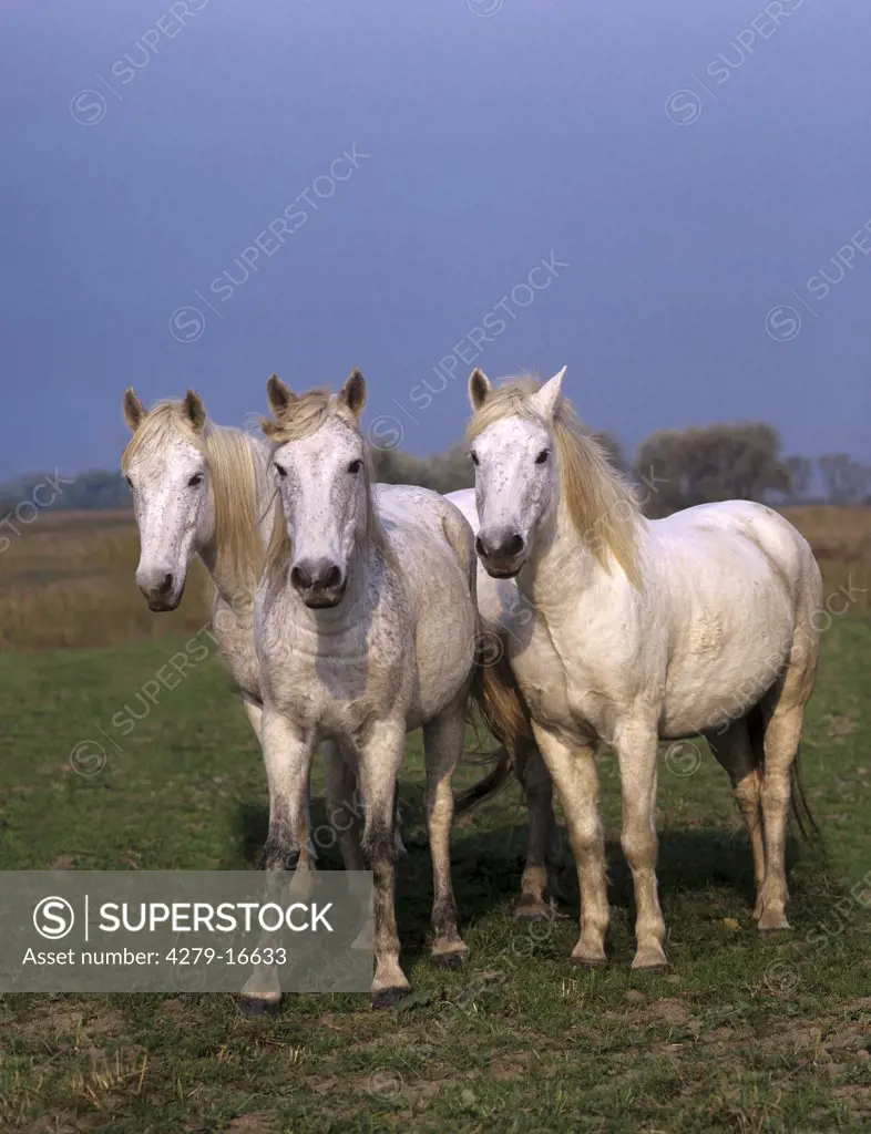 three Camarguehorses - on meadow