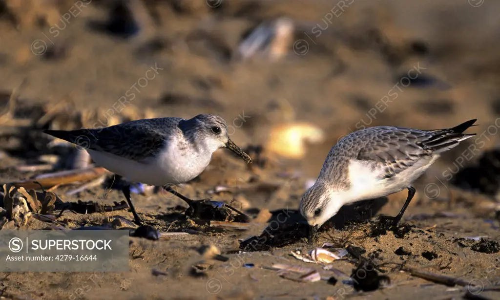 two sanderlings - at the beach, Calidris alba