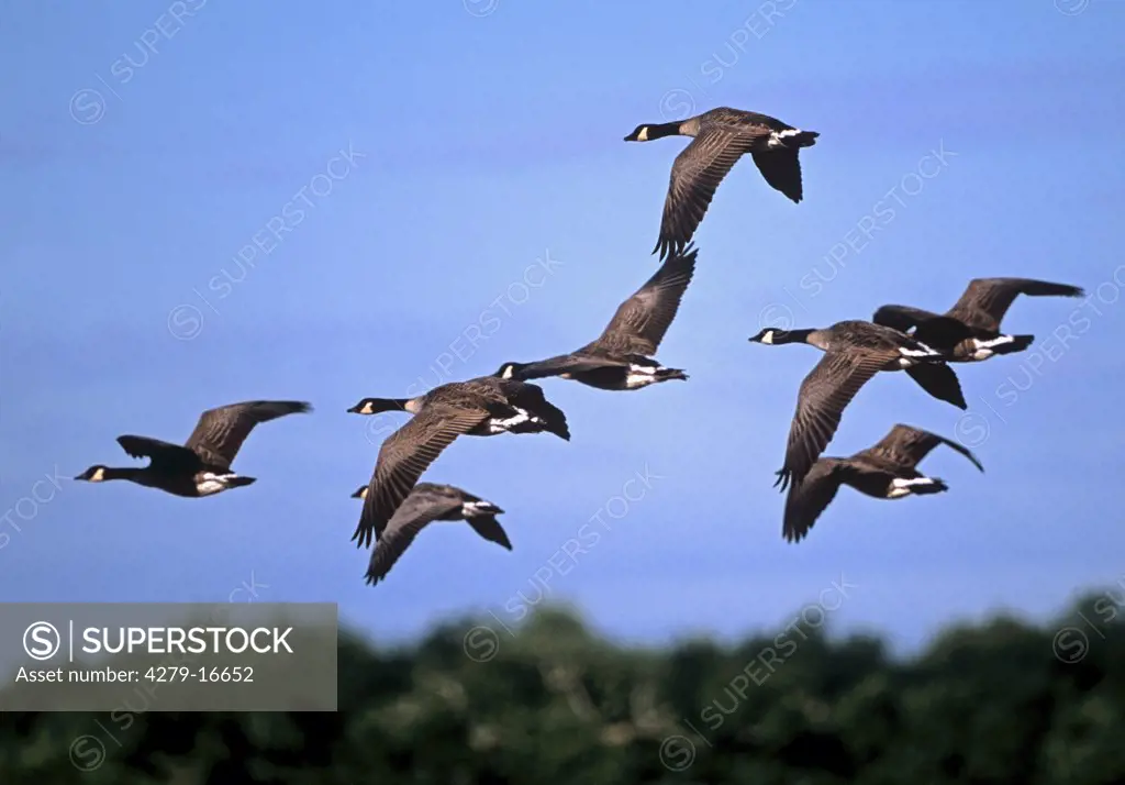 Canada geese - flying, Branta canadensis