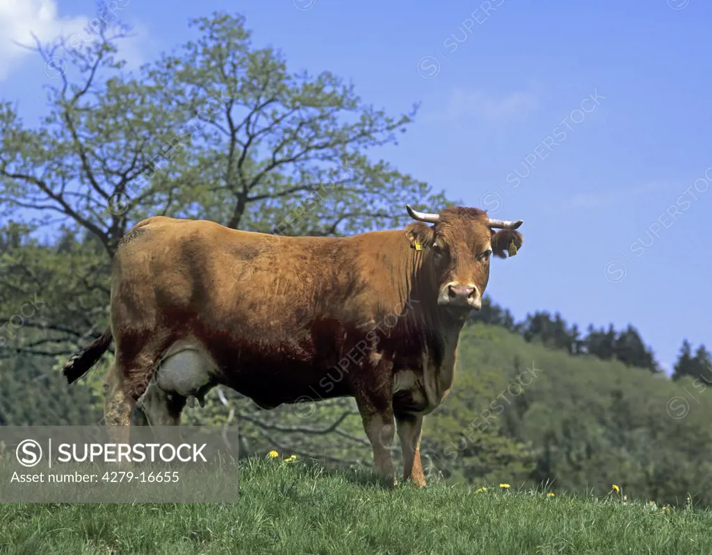 Limousin cow - on meadow