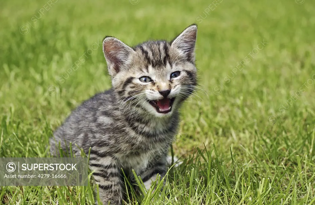 tabby kitten - sitting on meadow