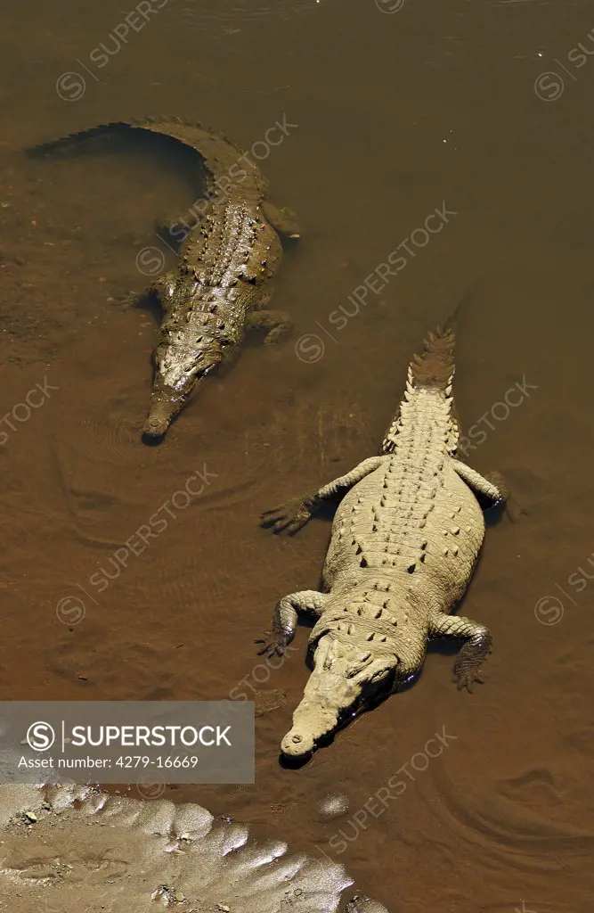 two American crocodiles - in river, Crocodylus acutus