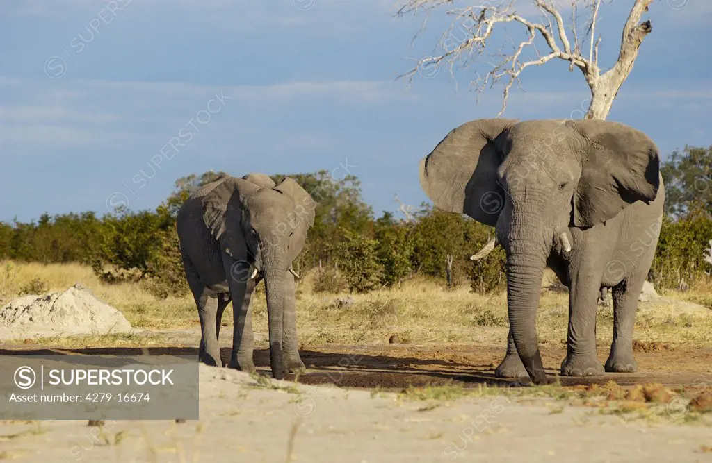 African elephant - at waterhole, Loxodonta africana