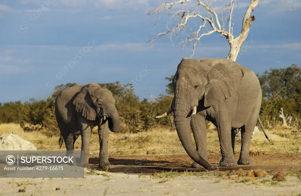 two African elephants - at waterhole, Loxodonta africana