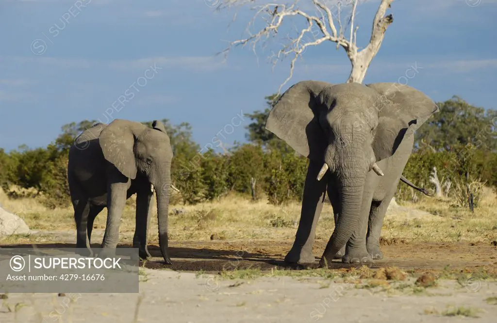 two African elephants - at waterhole, Loxodonta africana