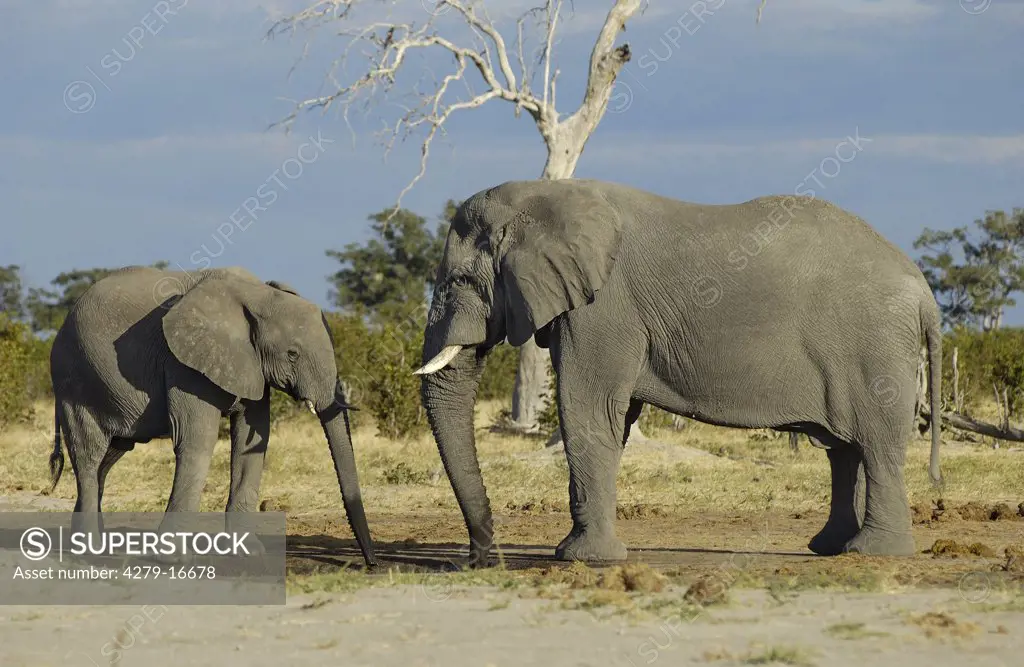 two African elephants - drinking water, Loxodonta africana