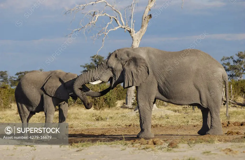 two African elephants - drinking water, Loxodonta africana