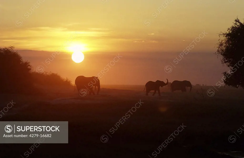 African elephants - sundown, Loxodonta africana